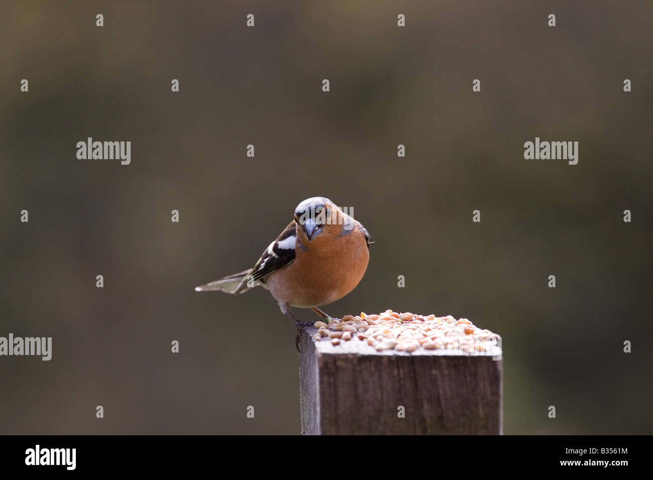 Un fringuello (Fringilla Coelebs) alimenta sulla sommità di un palo da recinzione Foto Stock