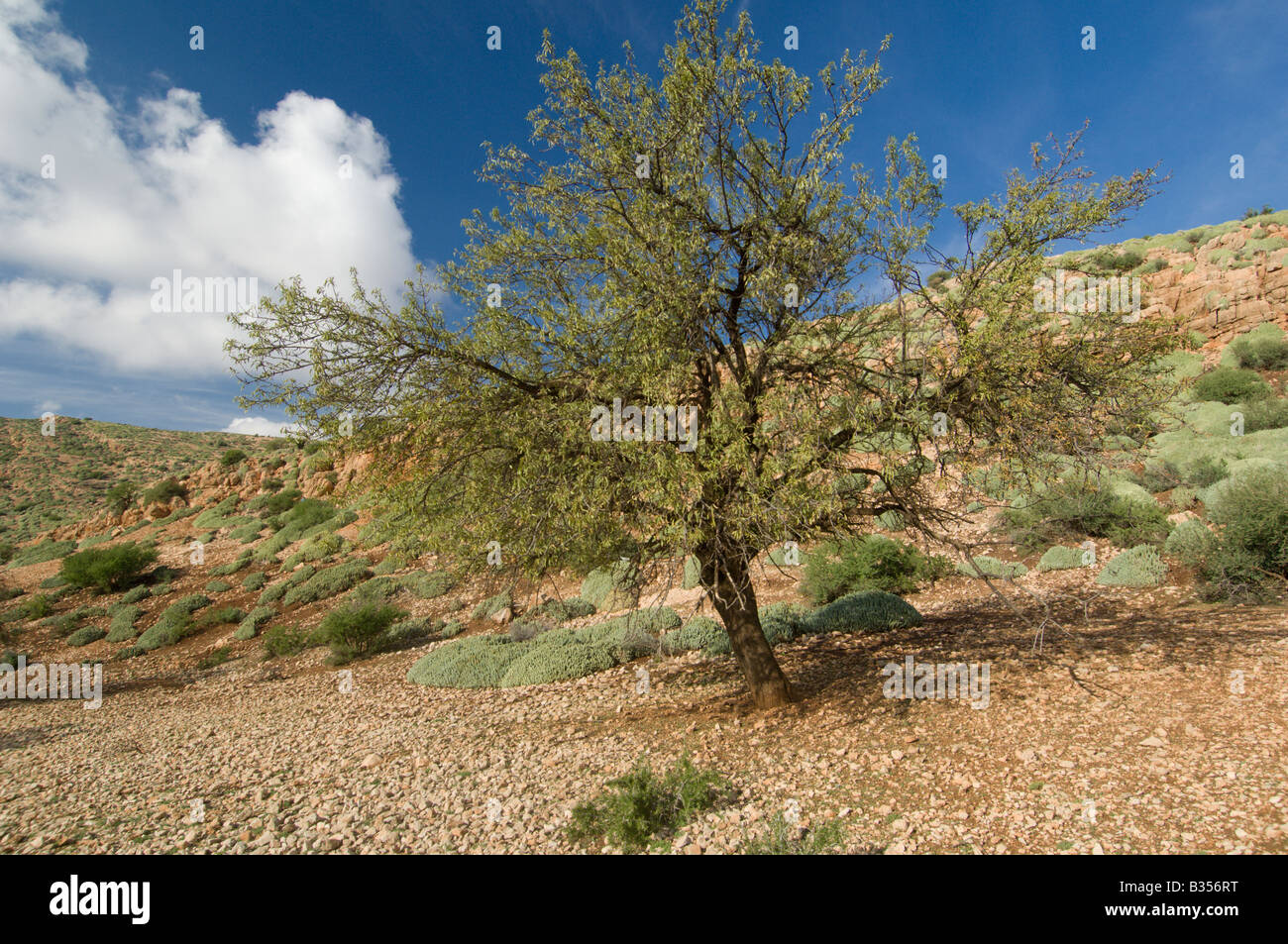 Albero in una coperta di euforbia pendenza (Euphorbia resinifera) nella parte bassa della gamma Atlas, Marocco Foto Stock