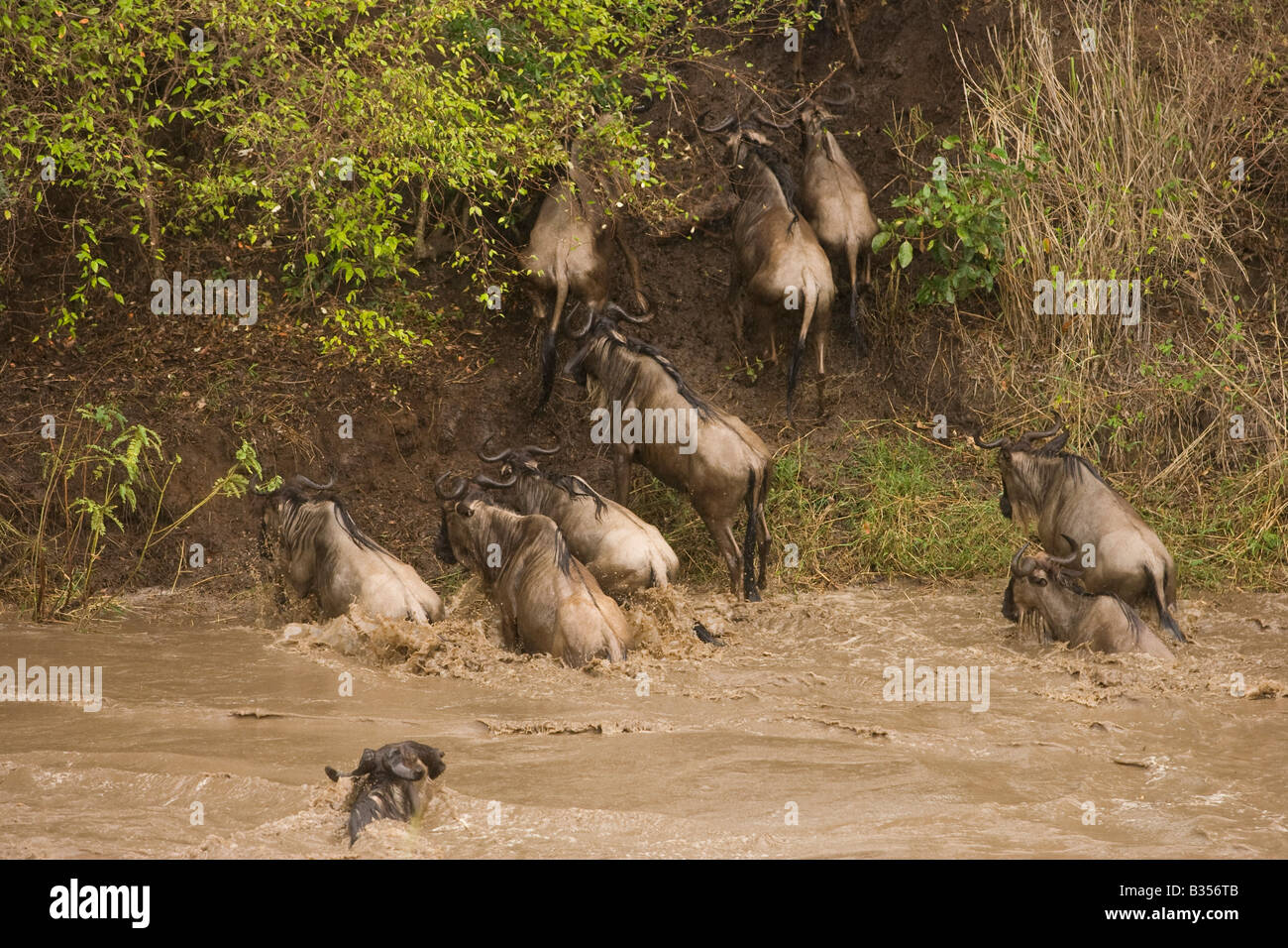 Bianco Wildebeast barbuto (Connochaetes taurinus mearnsi) western attraversando il fiume Talek Foto Stock