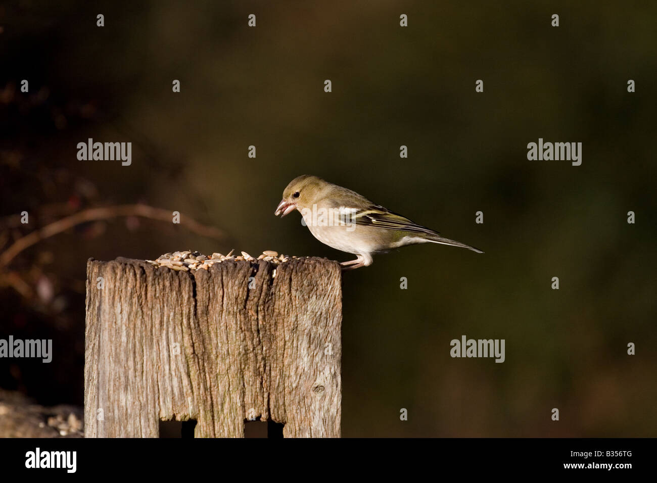 Una femmina di fringuello con un seme nella sua bocca alimentazione sulla cima di un palo da recinzione shot perfettamente sul lato e mostrando grande marcature. Foto Stock
