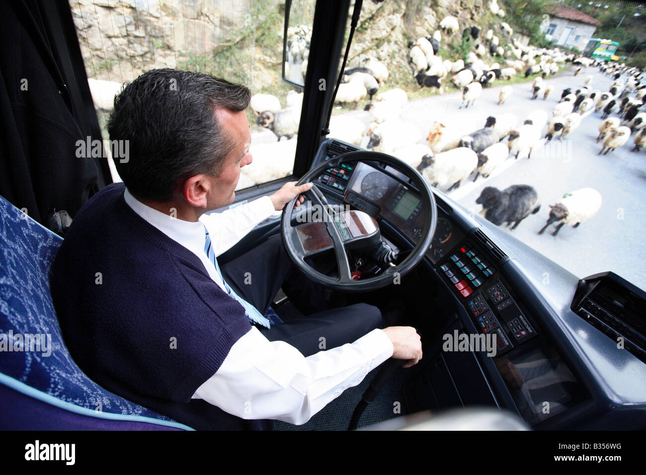 Un autista di autobus circondato da un gregge di pecore, Trabzon, Turchia Foto Stock