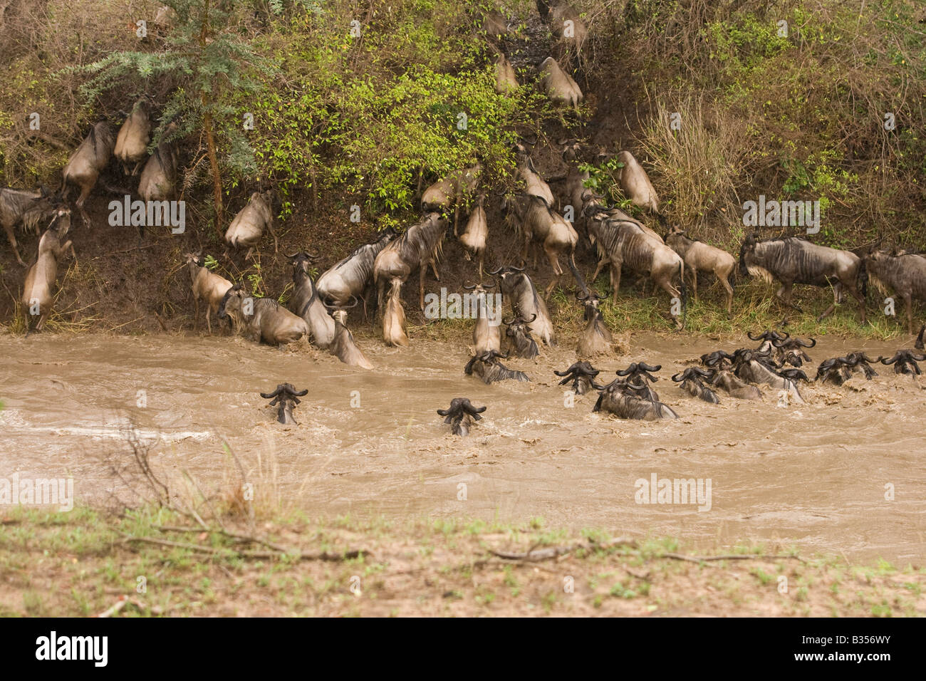 Bianco Wildebeast barbuto (Connochaetes taurinus mearnsi) western attraversando il fiume Talek Foto Stock