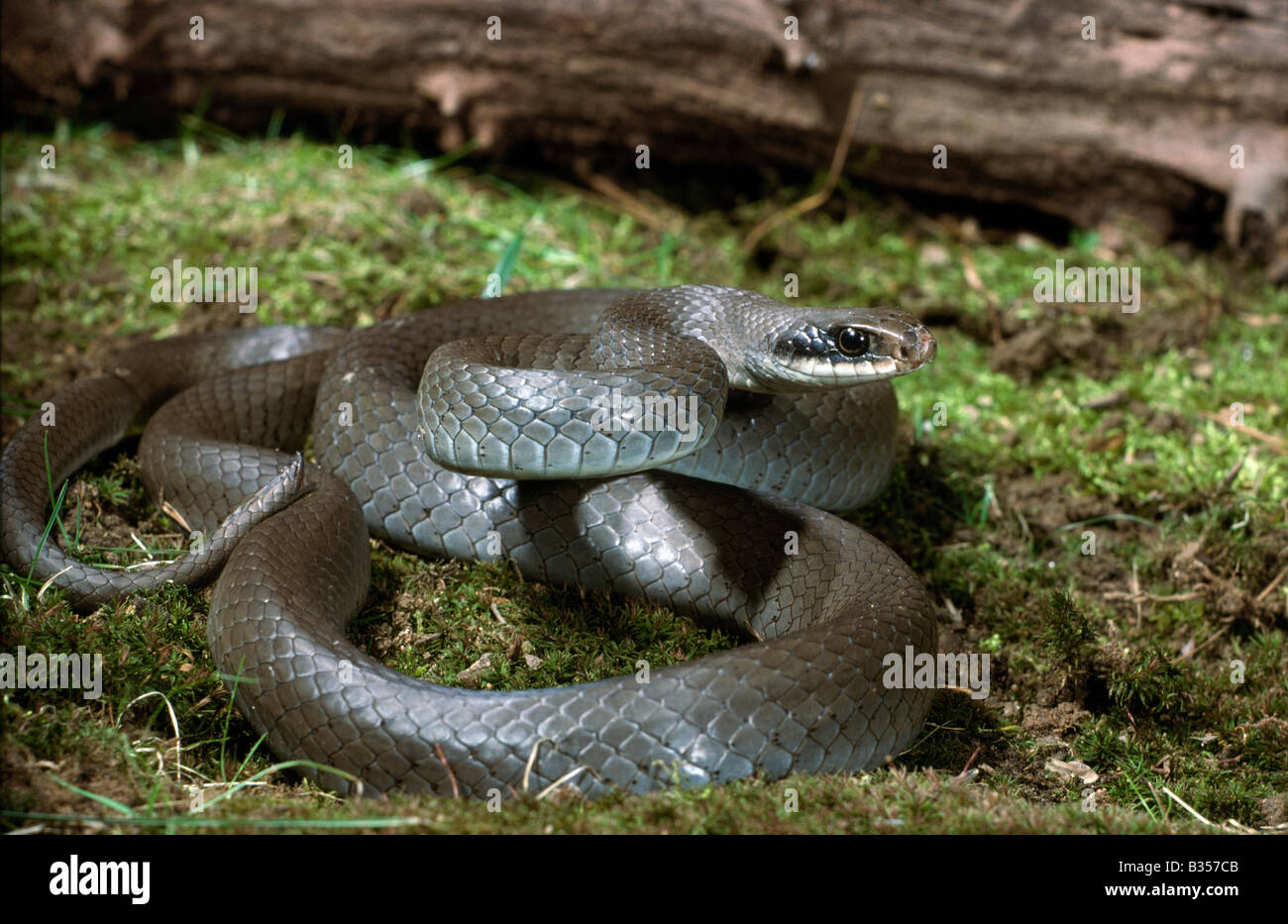 Blue Racer Coluber constrictor foxi Foto Stock