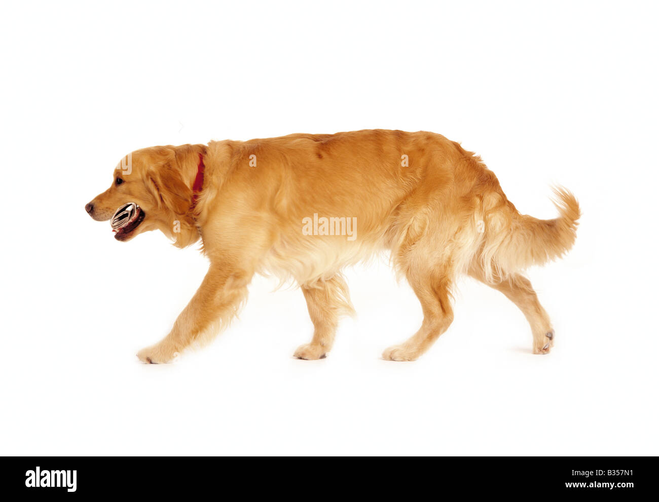 Formato paesaggio foto a colori di un golden retriever che trasportano un giornale Foto Stock