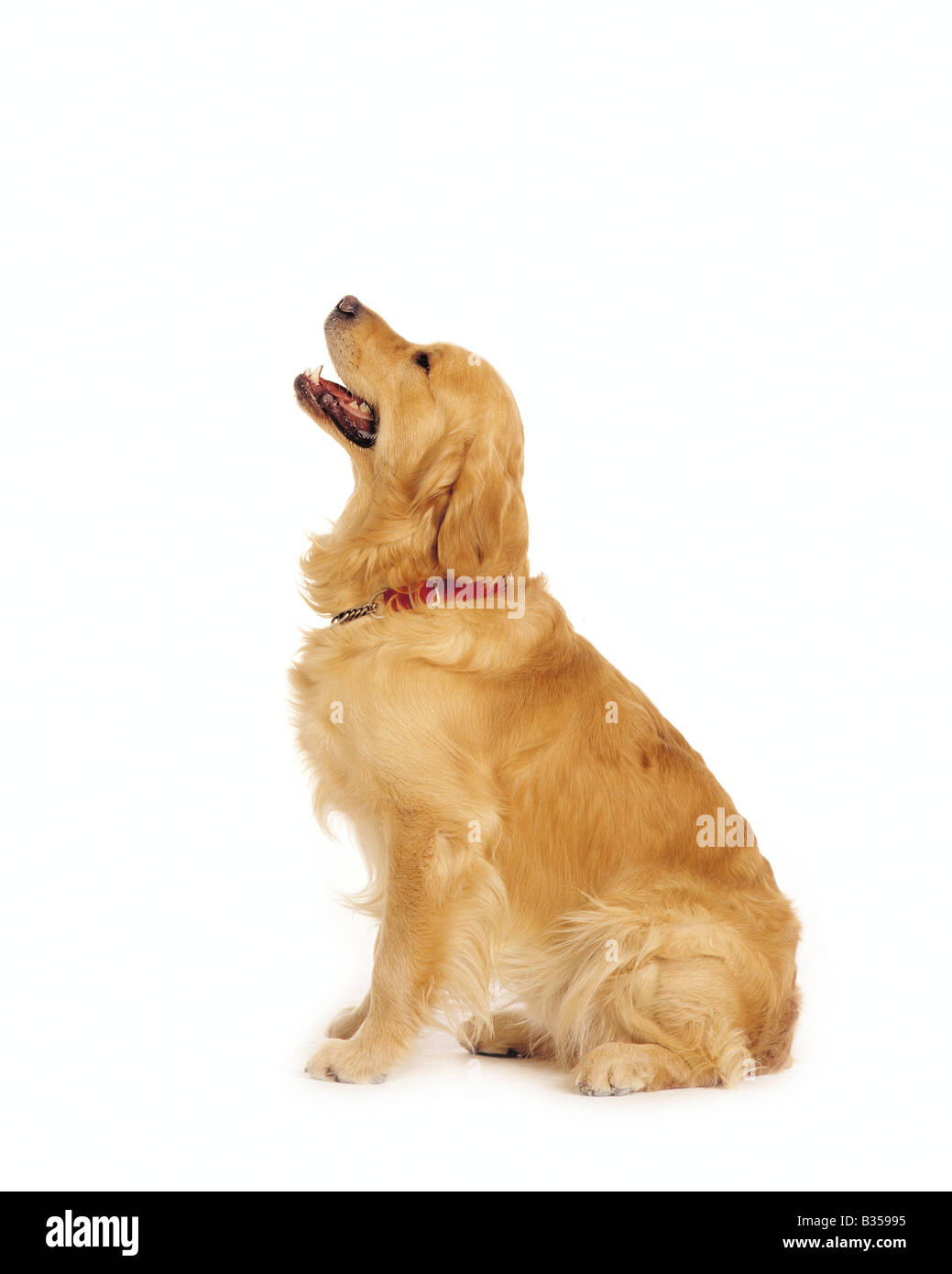 Formato ritratto foto a colori di un golden retriever seduta Foto Stock