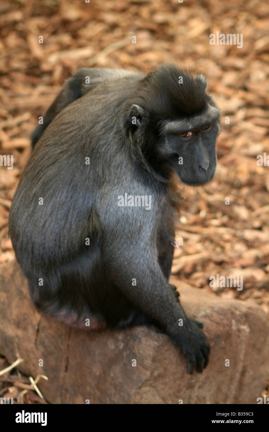 Sulawesi / Celebes crestato macaco nero [Chester Zoo di Chester, Cheshire, Inghilterra, Gran Bretagna, Regno Unito, Europa]. . Foto Stock