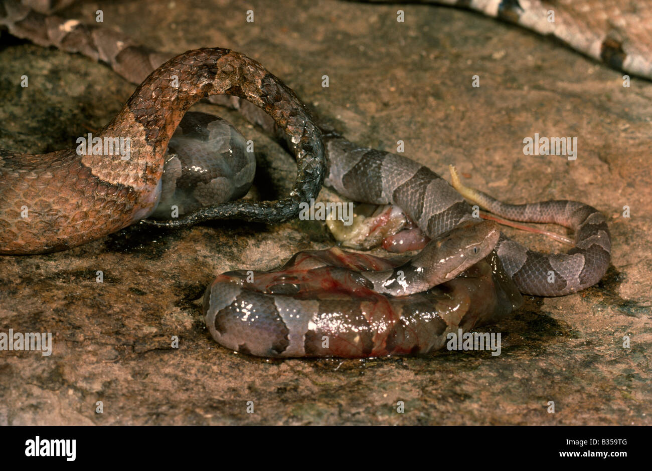Copperhead Snake dando dal vivo la nascita al suo giovane Foto Stock
