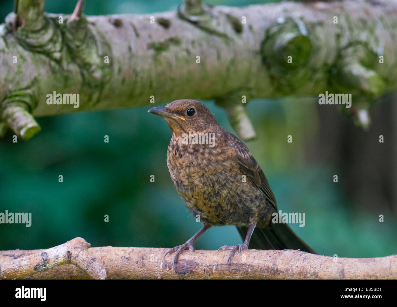 I capretti Blackbird sul ramo di pino Foto Stock