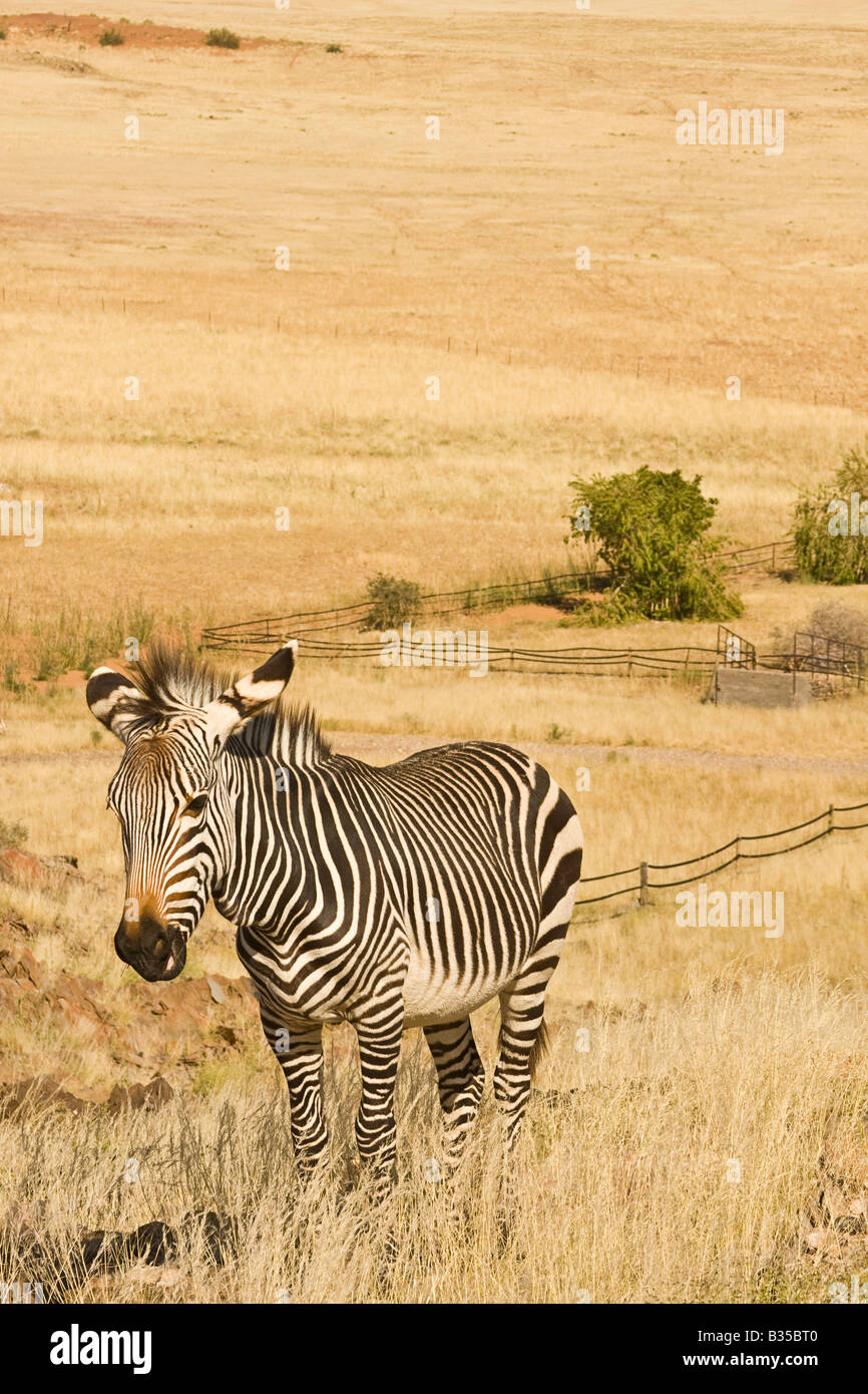 Burchell s pianure Zebra Equus burchelli sorge in terreni agricoli nel deserto del Namib Desert di Namibia Foto Stock