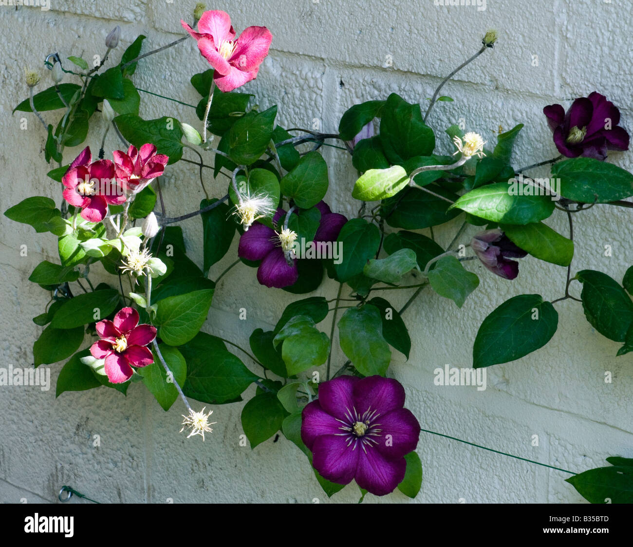 La clematide con viola e fiori di colore rosa salendo su una parete Foto Stock