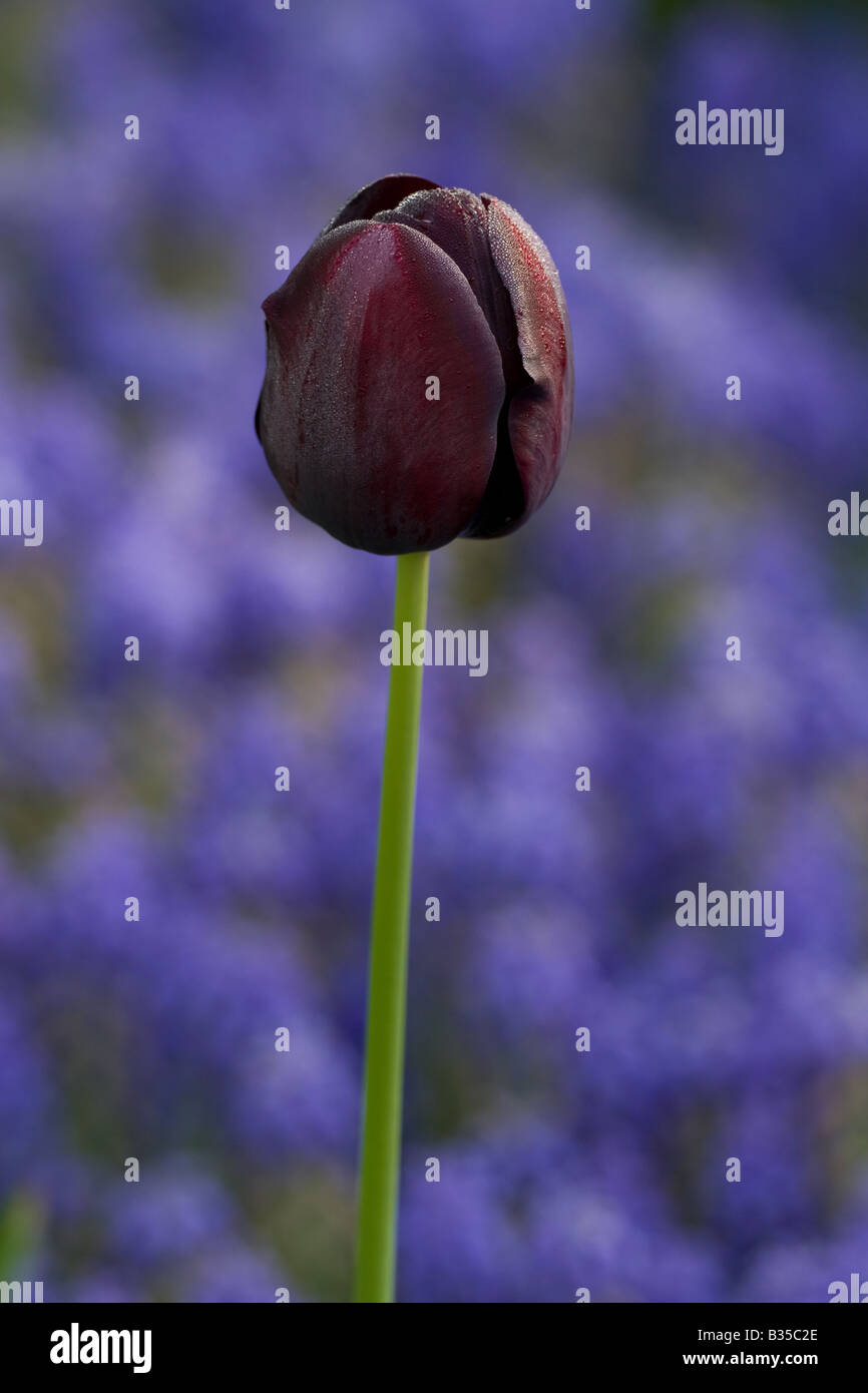 Viola scuro tulip con Blue Bells in background Foto Stock