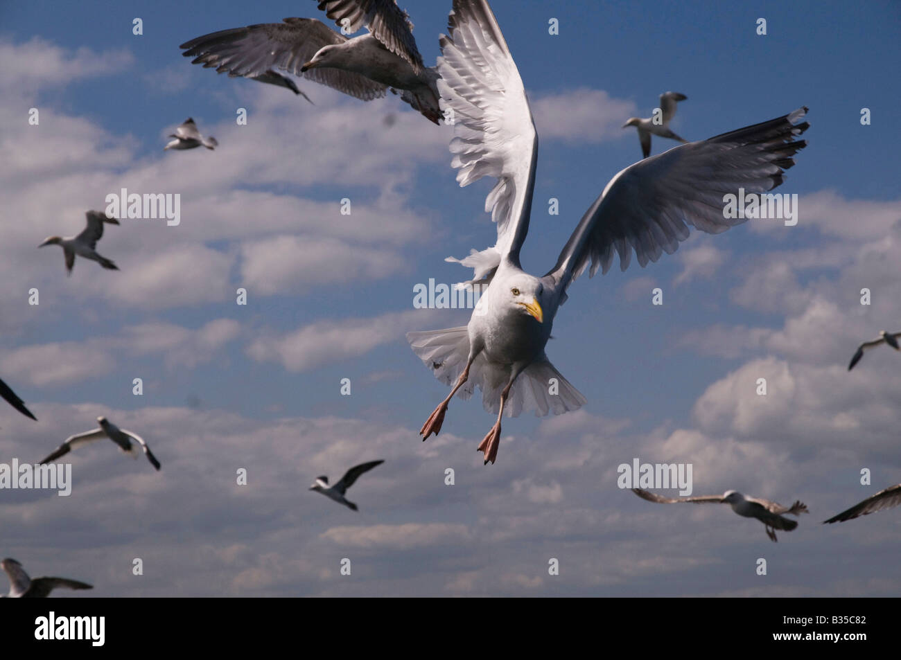 Herring Gull Larus argentatus nel folto di una alimentazione libera per tutti, al largo della costa di Bass Rock. Foto Stock