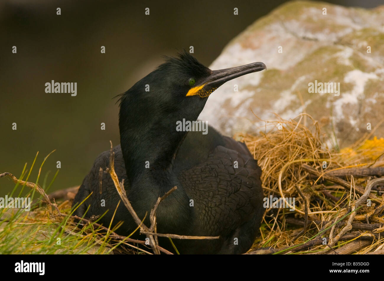 Il marangone dal ciuffo Phalacrocorax aristotelis femmina su nest.Bass Rock Bird Sanctuary. Foto Stock