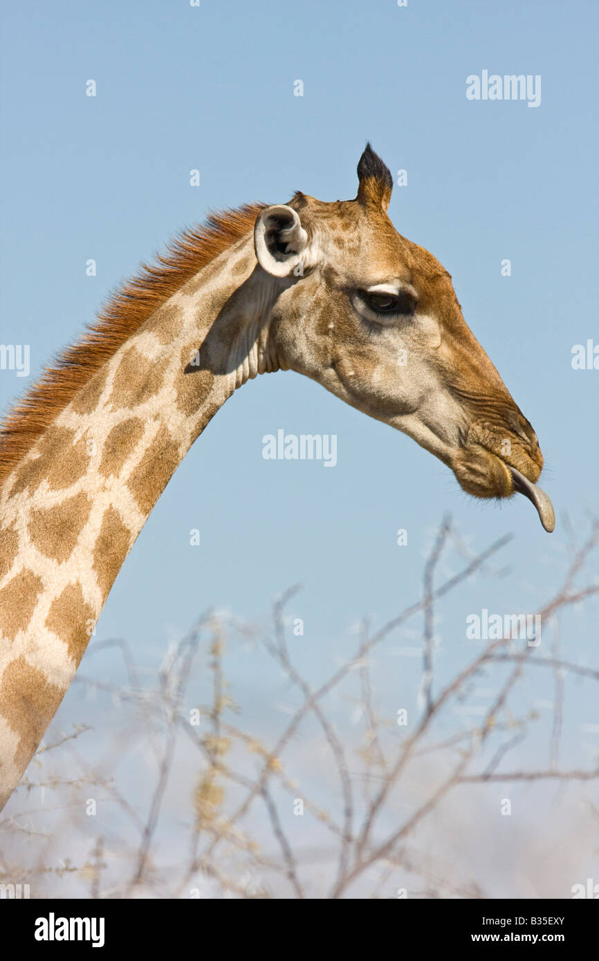 La giraffa in Etosha Namibia s il più grande parco giochi in Africa Foto Stock