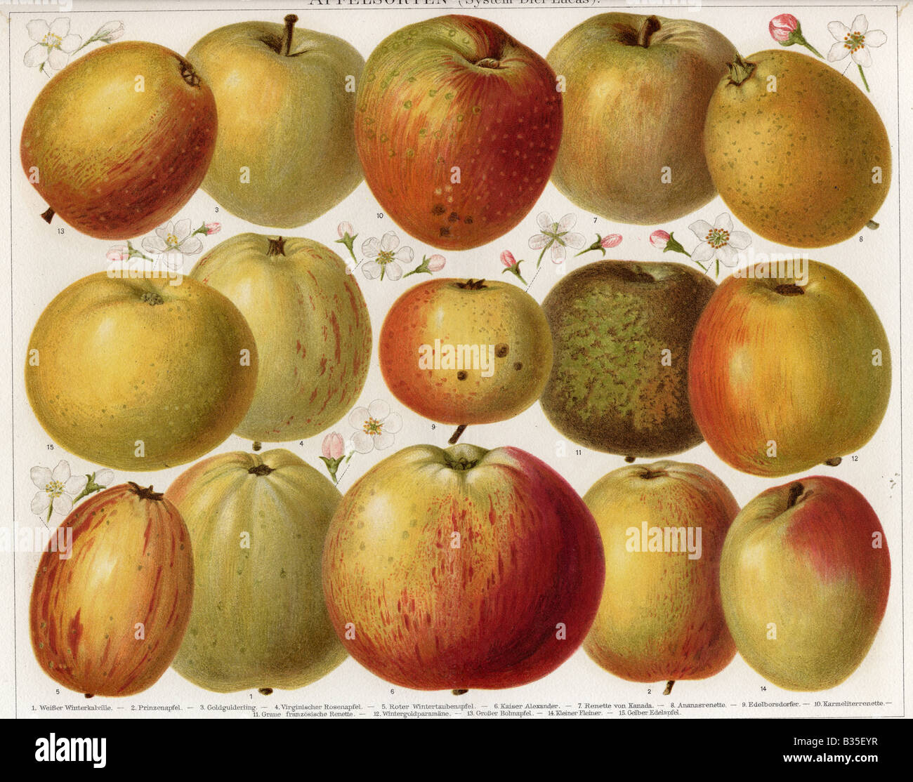 Chromolithograph di quindici diversi tipi di mele. Dal 1900 un libro in tedesco; le didascalie sono in tedesco. Foto Stock