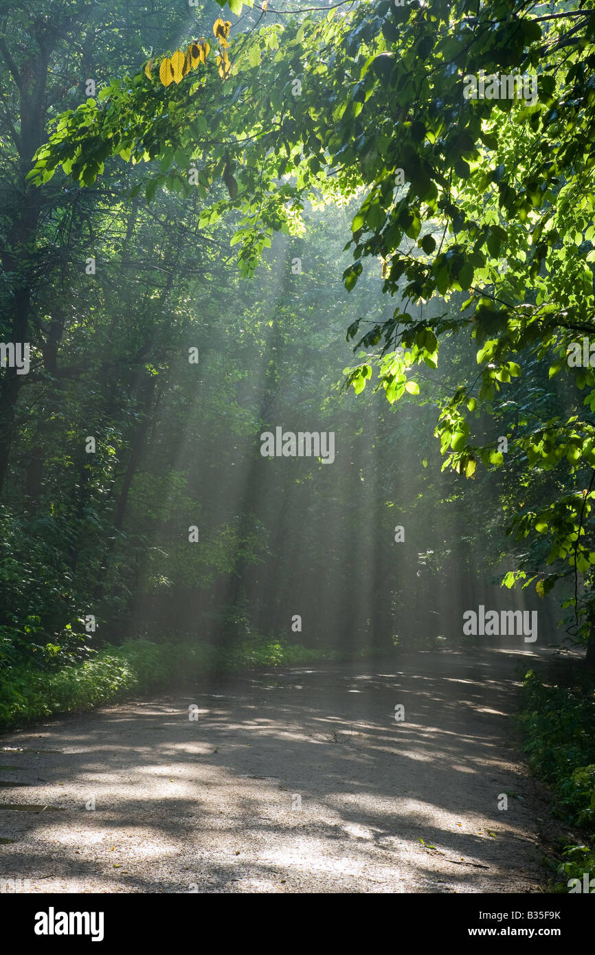 Terra di attraversamento su strada vecchia bosco di latifoglie con fasci di luce in entrata Foto Stock