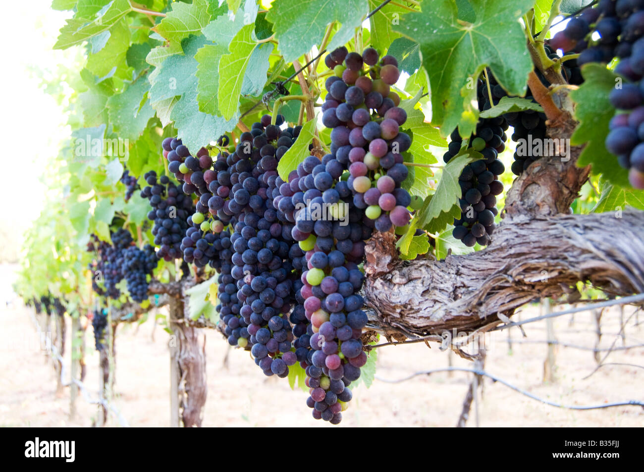 I grappoli di Petite Syrah sulla vite Foto Stock