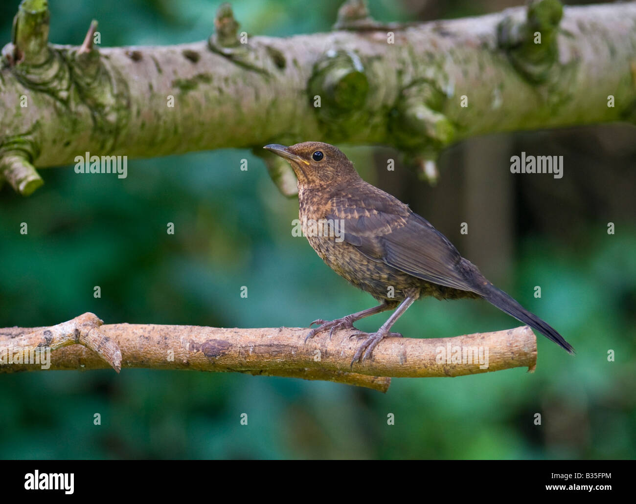 I capretti Blackbird sul ramo di pino Foto Stock