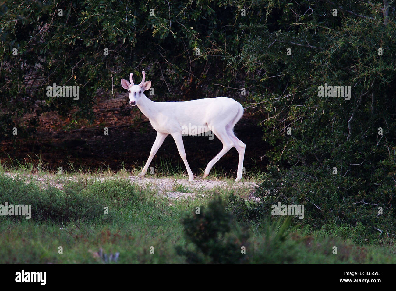 Pure White Deer buck di pascolare su Cumberland Island Georgia questi cervi sono meno albini come ci occhi non sono rosa Foto Stock