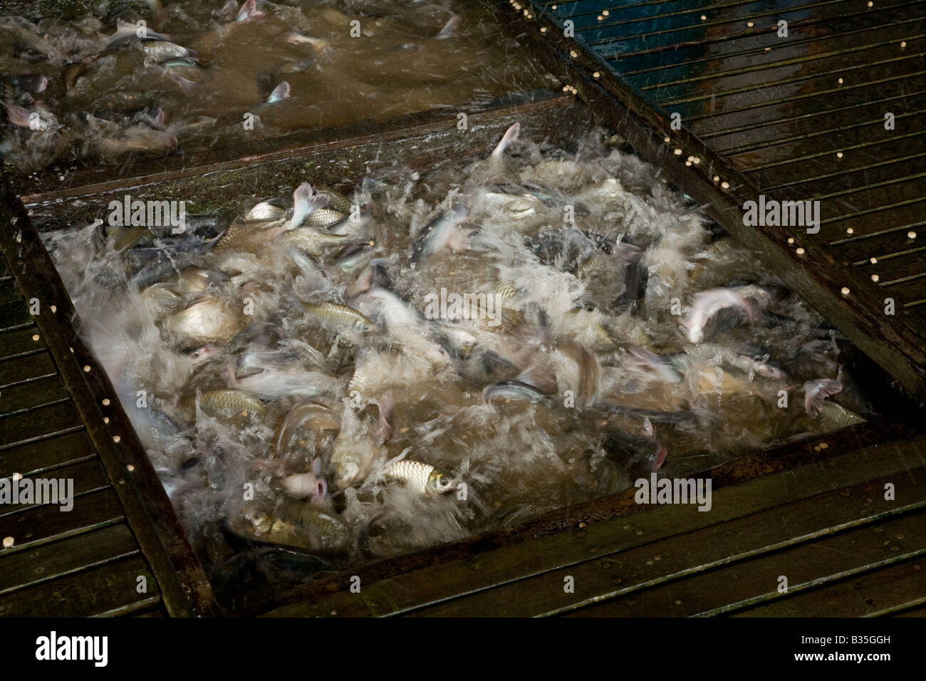 Una frenesia a un vietnamita fattoria di pesce Foto Stock