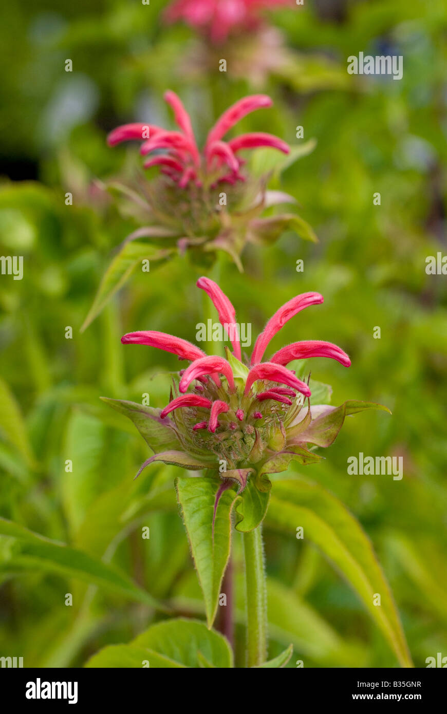 Bee-Balm piante e fiori Foto Stock