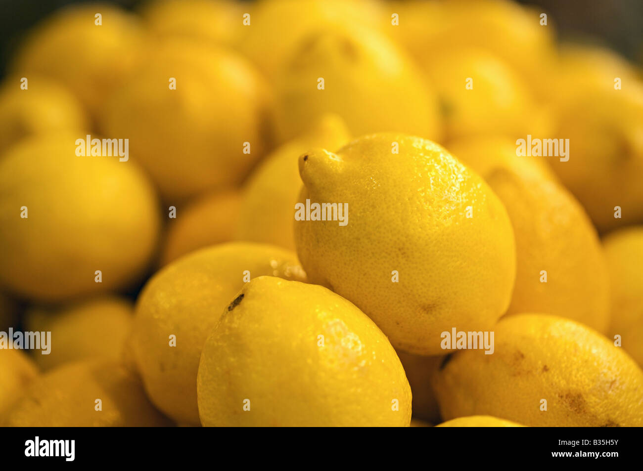 I limoni, citrus x limon frutti Foto Stock