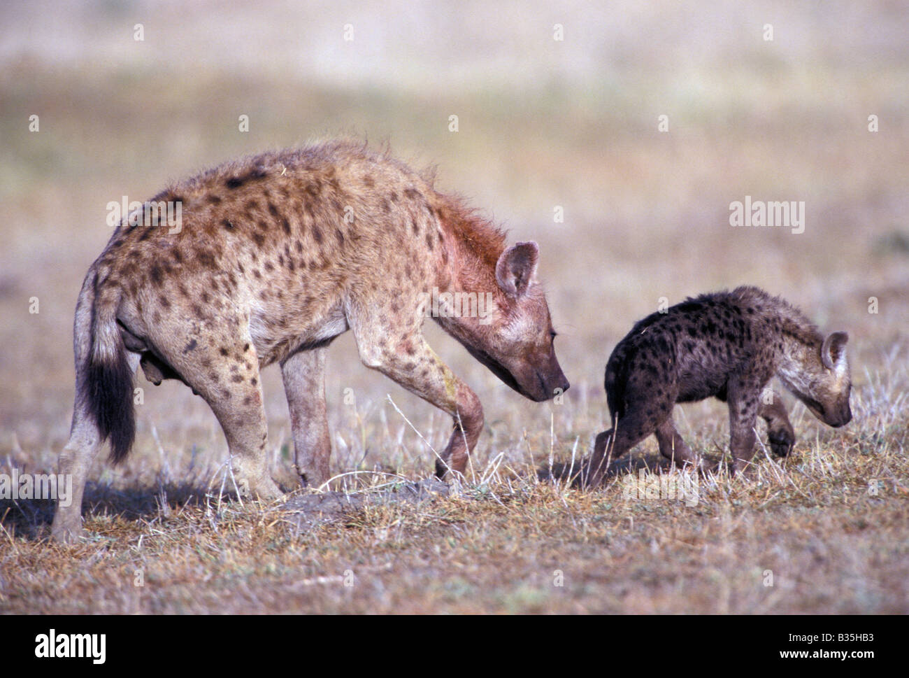 La iena, Pezzata iena, iena con giovani, il Masai Mara Game Reserve, Africa Foto Stock
