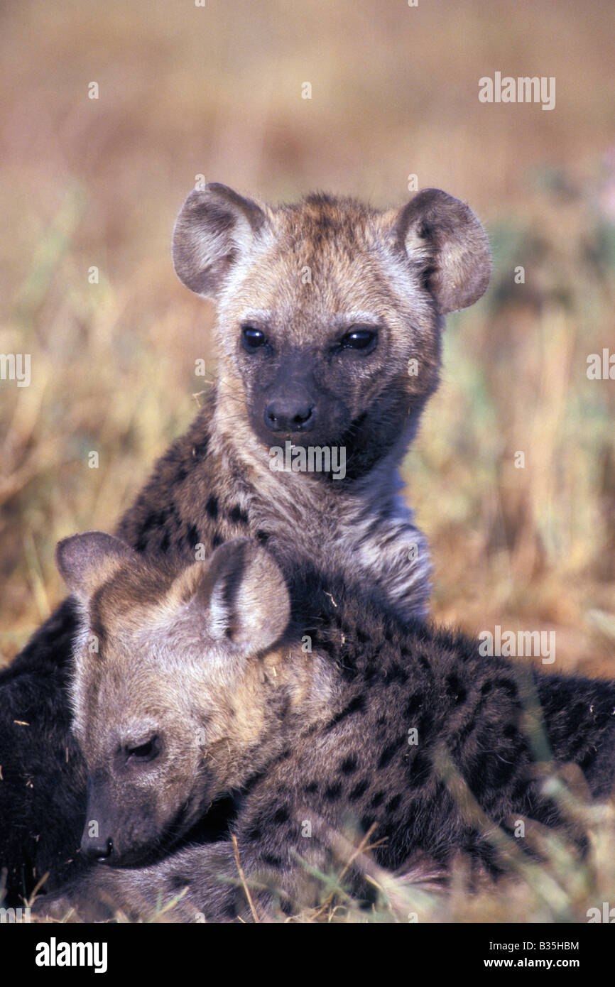 La iena, Pezzata iena, giovani iene in erba, il Masai Mara Game Reserve, Africa Foto Stock