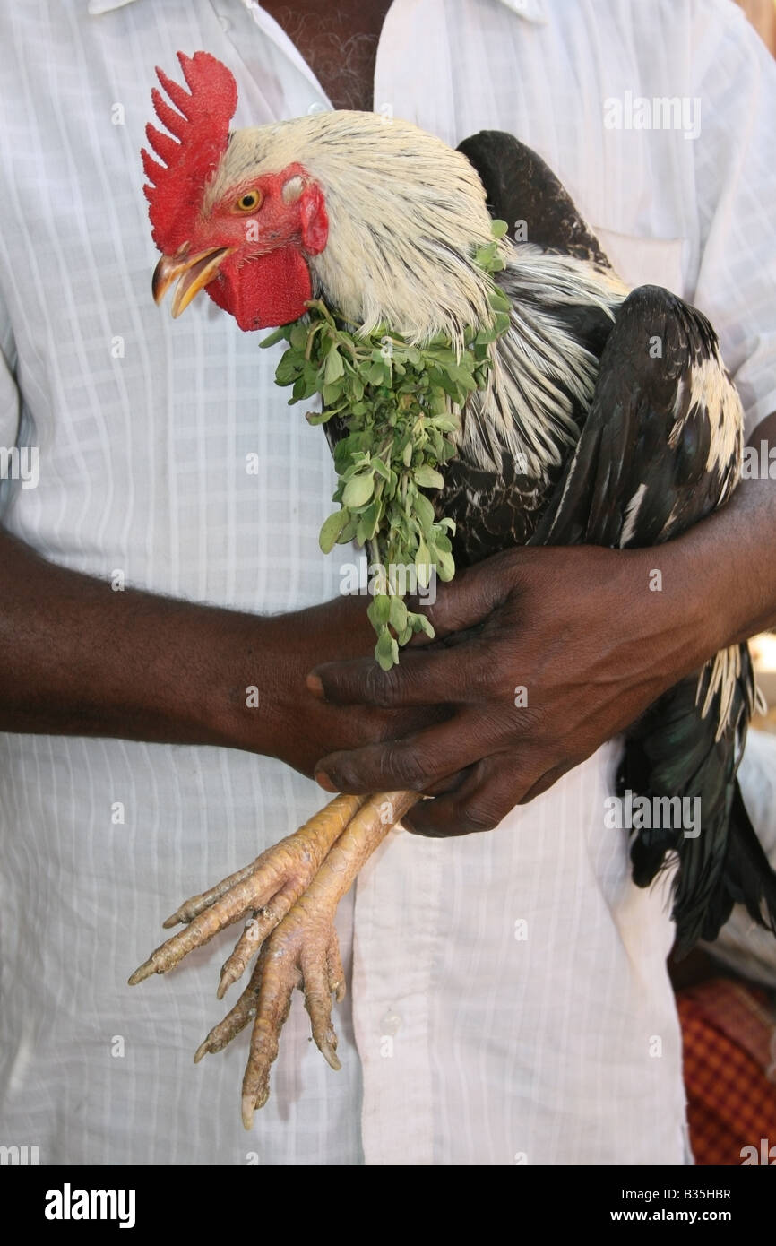 Pollo con offerte di foglia intorno al suo collo poco prima di essere sacrificati in onore della dea Indù Mariamman , India Foto Stock