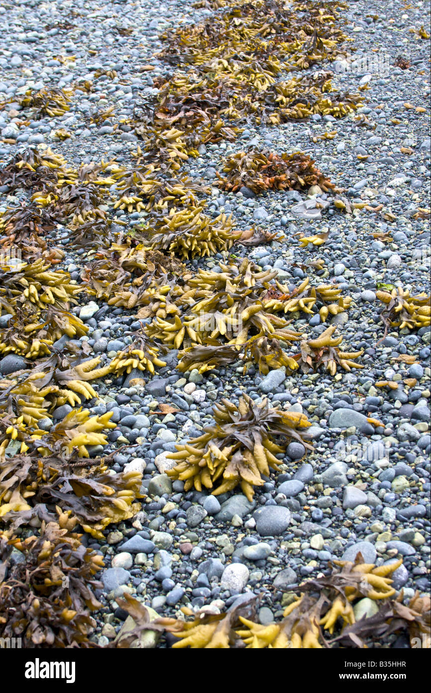 Fucus (Fucus vesiculosus) Foto Stock