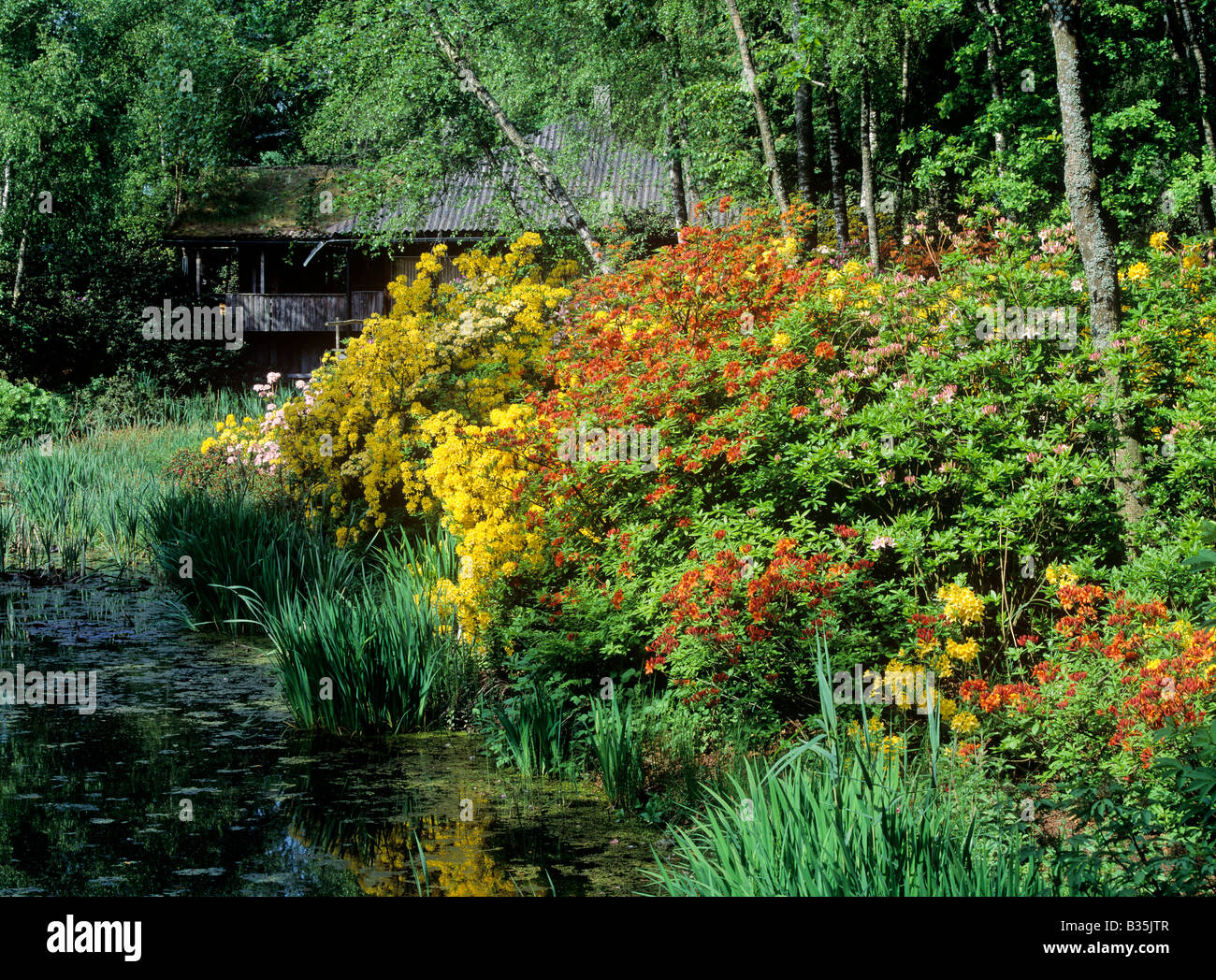 Azalee e rododendri fiori nel parco dei fiori di seleger moor del cantone di Zurigo Svizzera Foto Stock