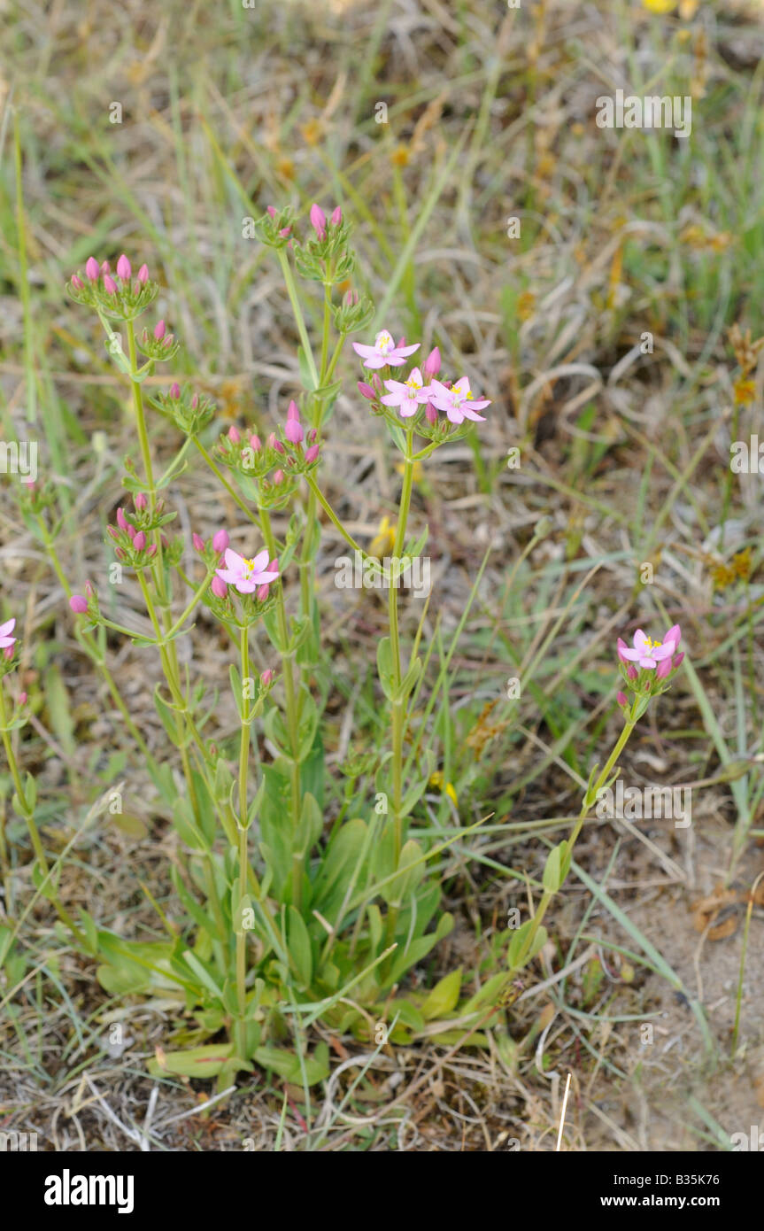 Common Centaury centaurium erythaea crescendo in dune costiere Norfolk UK Luglio Foto Stock