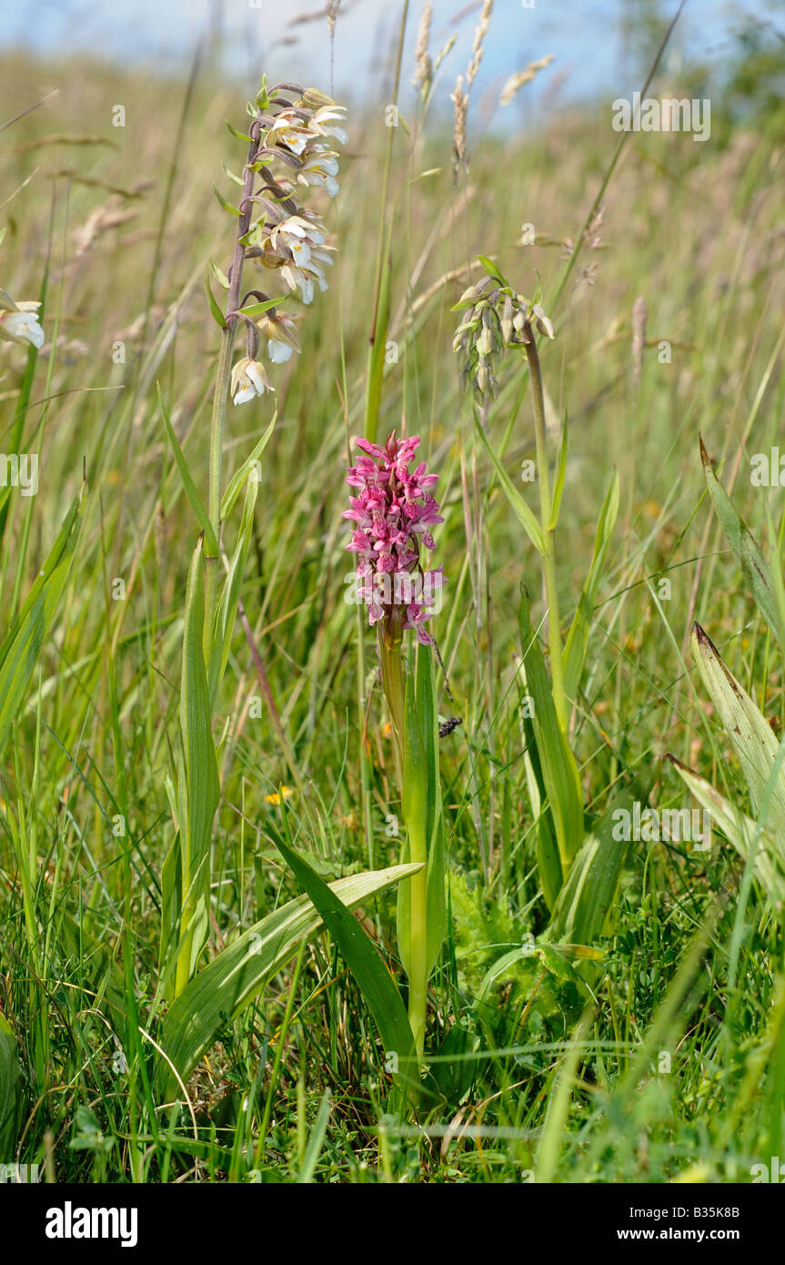 Early Marsh orchidea Dactylorhiza coccinea Norfolk sub specie crescente con elleborina palustre bergonii palustris sulla duna costiera Foto Stock