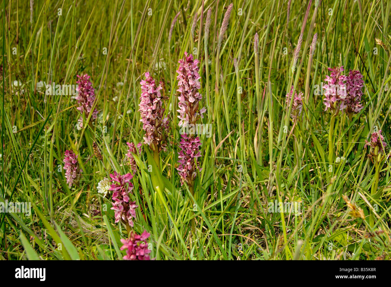 Early Marsh Orchidee dactylorhiza coccinea Norfolk sub specie piccolo gruppo cresce in duna costiera pantaloni Norfolk UK Luglio Foto Stock
