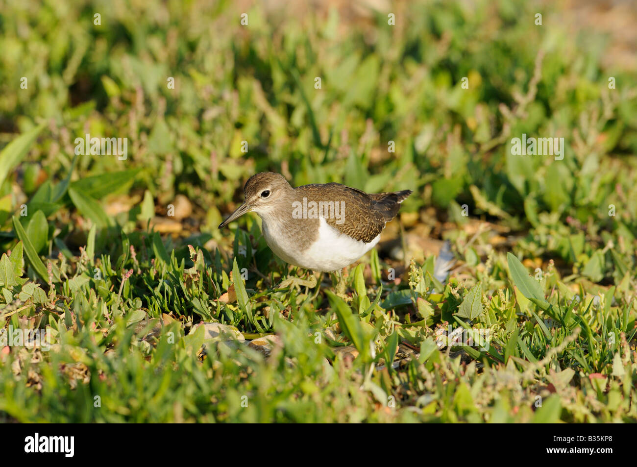 Piro-piro piccolo actitis hypoleucos da raschiare costiere NORFOLK REGNO UNITO Agosto Foto Stock