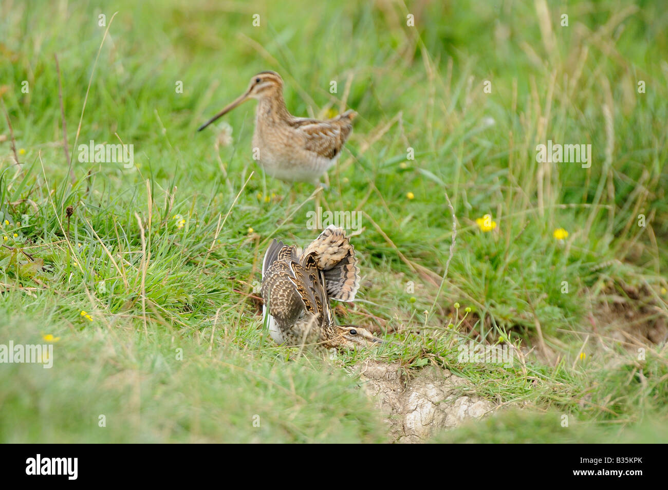 Beccaccino Gallinago gallinago visualizzando maschio a femmina Norfolk UK Luglio REGNO UNITO Foto Stock