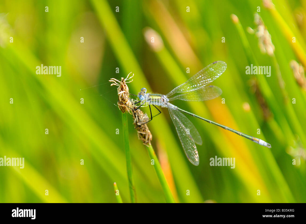 Damselfly Emerald lestes sponsa maschio appollaiato sul gambo di erba Norfolk UK Luglio Foto Stock