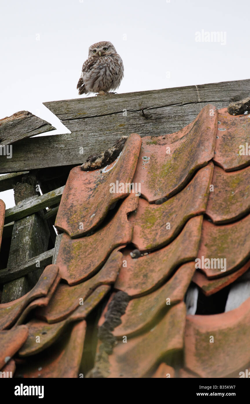 Civetta Athene noctua arroccato su abbandonati sul tetto del granaio in condizioni di luce diurna Foto Stock