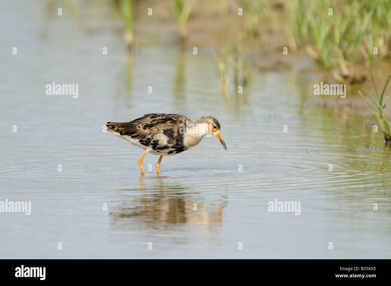 Ruff philomachus pugnax in laguna costiera UK Luglio Foto Stock