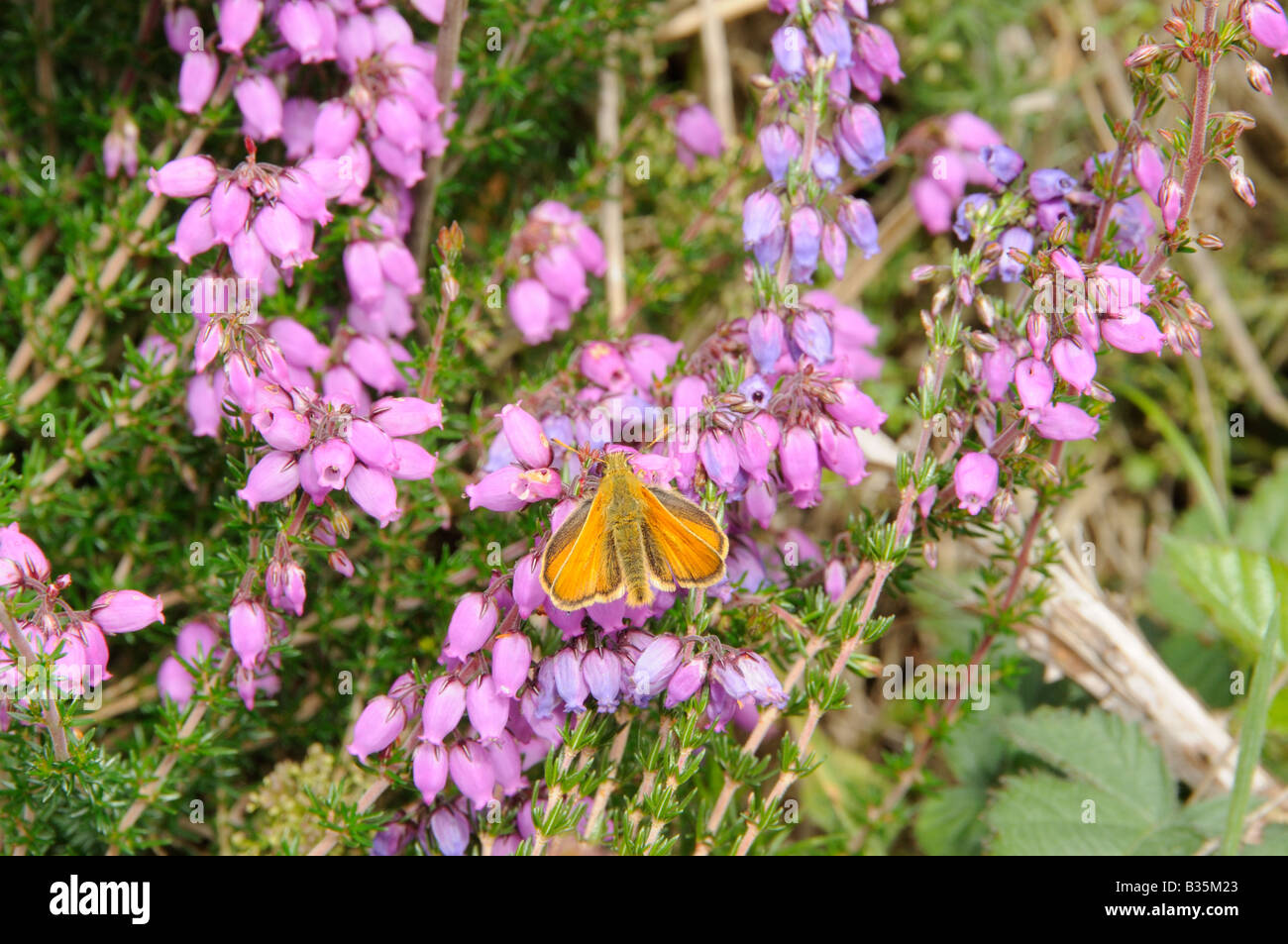 Piccola Skipper thymelicus sylvestris alimentazione su Bell Heather Norfolk UK Luglio Foto Stock