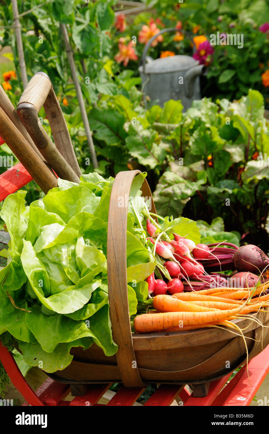 Appena raccolti di barbabietole carote e ravanelli in un trug rustico in un giardino estivo Inghilterra Luglio Foto Stock