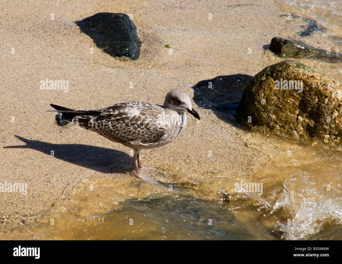Giovani aringhe Gabbiano seduta sulla spiaggia sabbiosa Foto Stock