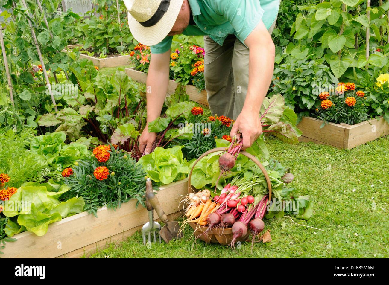 Giardiniere raccolta verdure estive dal letto sollevata orti UK Luglio Foto Stock