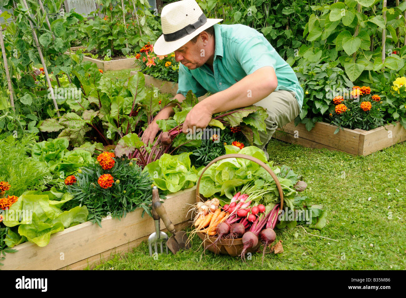 Giardiniere raccolta verdure estive dal letto sollevata orti UK Luglio Foto Stock
