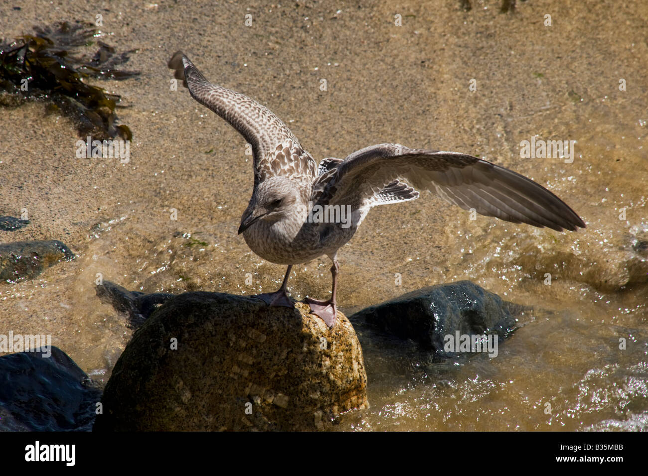 Giovani aringhe Gabbiano seduta su pietra in riva al mare a. Foto Stock