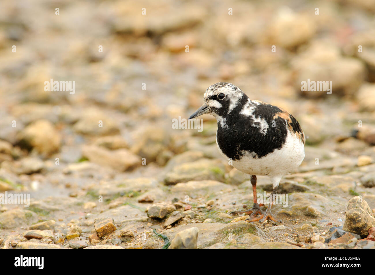 Turnstone arenaria interpres adulto in estate piumaggio in estuario di marea NORFOLK REGNO UNITO Agosto Foto Stock