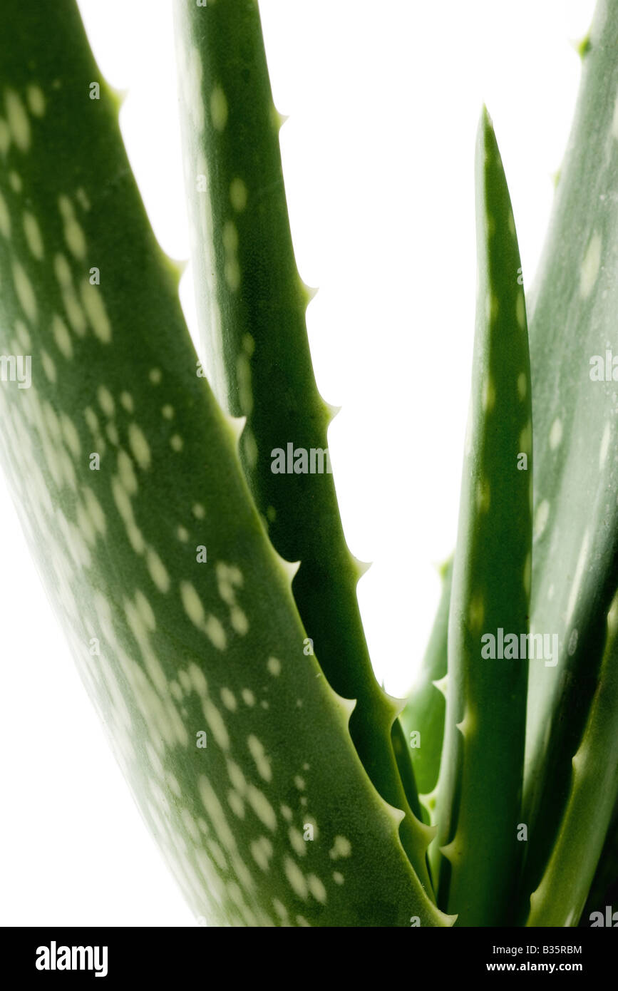 Aloe vera pianta, close-up Foto Stock