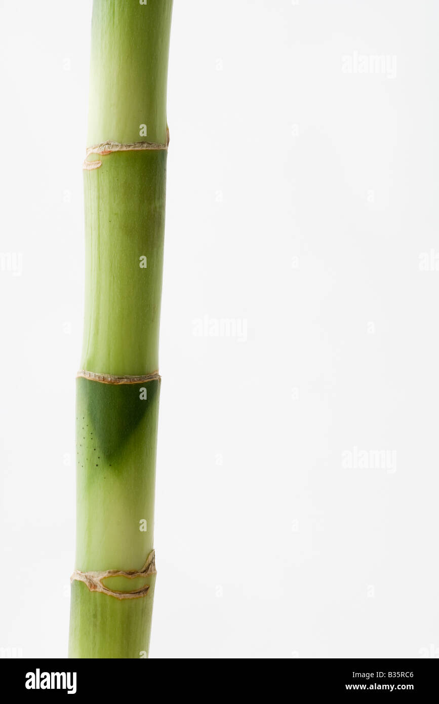 Il bambù, close-up Foto Stock