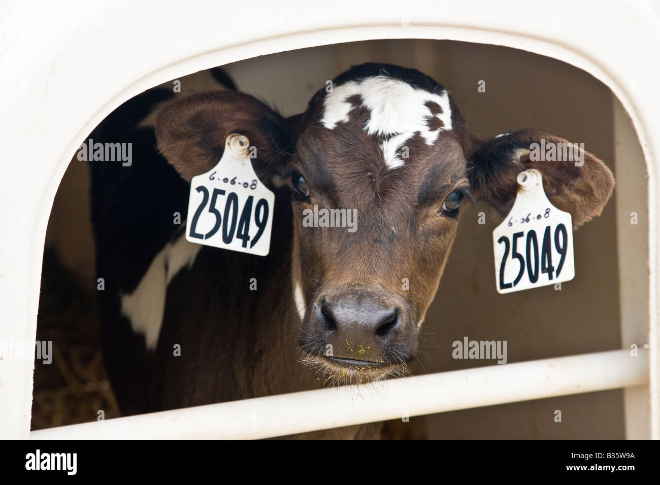 Curioso giovane vitello lattiero-casearia. Foto Stock
