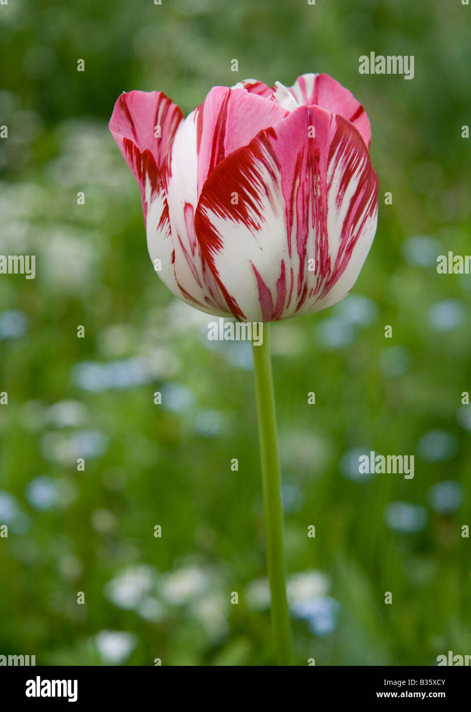 Il bianco e il rosso tulip crescente con blue dimenticare-me-Middlesbrough in background. Foto Stock